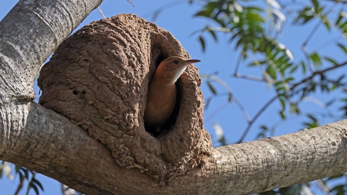 Red Ovenbird nest
