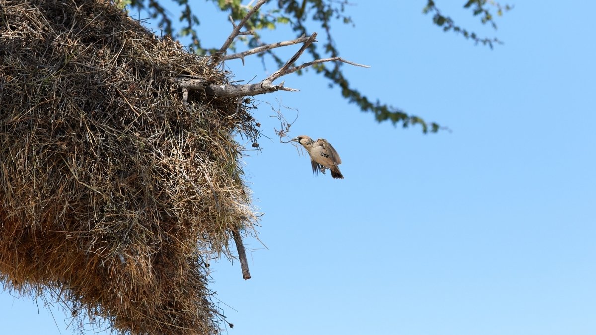 Sociable Weaver nest