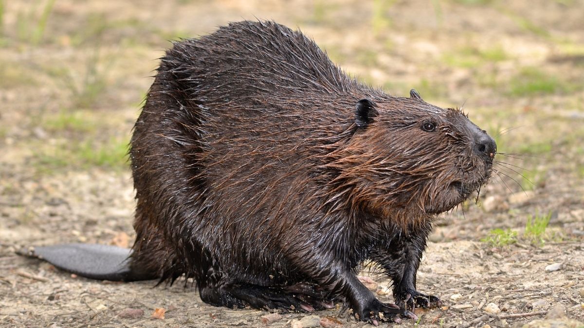 Beaver amphibian animal