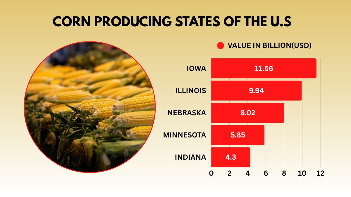 Corn Producing States of US