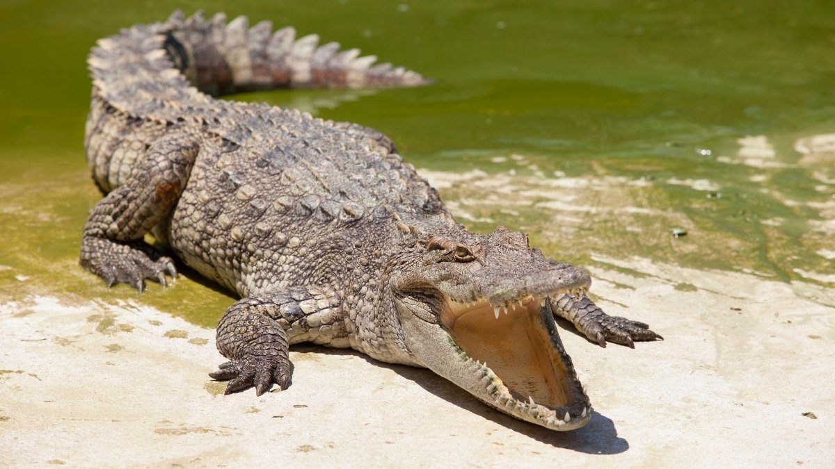 Crocodile amphibian animal