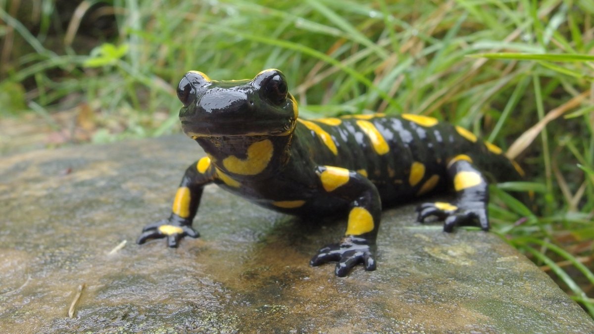 Salamander amphibian animal
