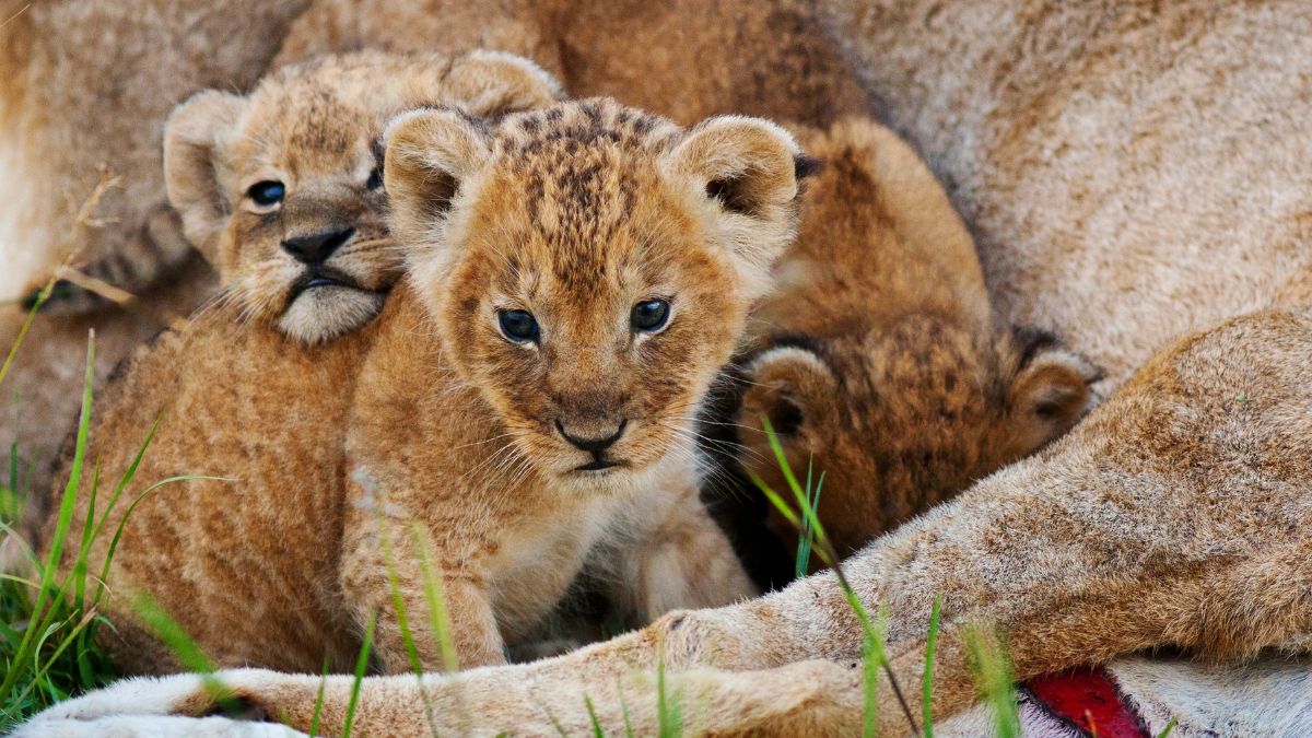 cute lion baby cute lion baby