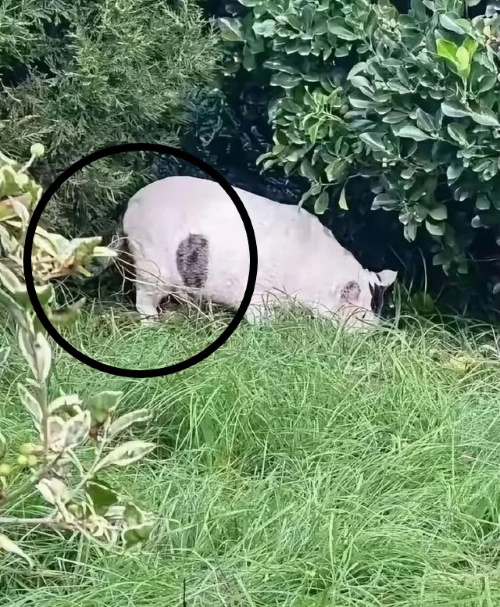cat-or-pig-sol