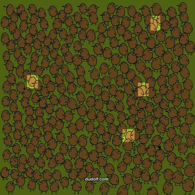 find-hidden-kiwis-picture-puzzle-answer