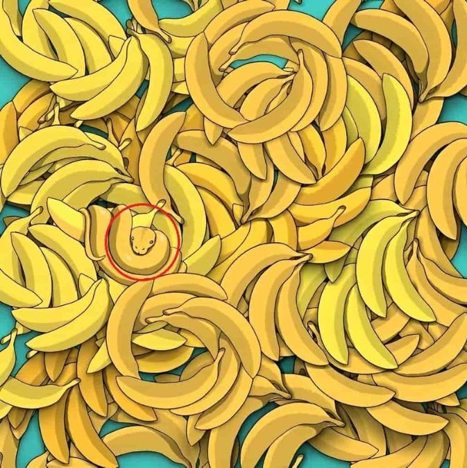 find-hidden-snake-optical-illusion-answer