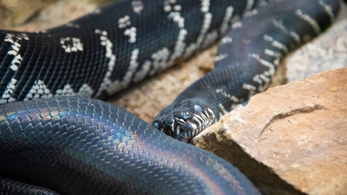 3. Boelen's Python colorful and beautiful snake 