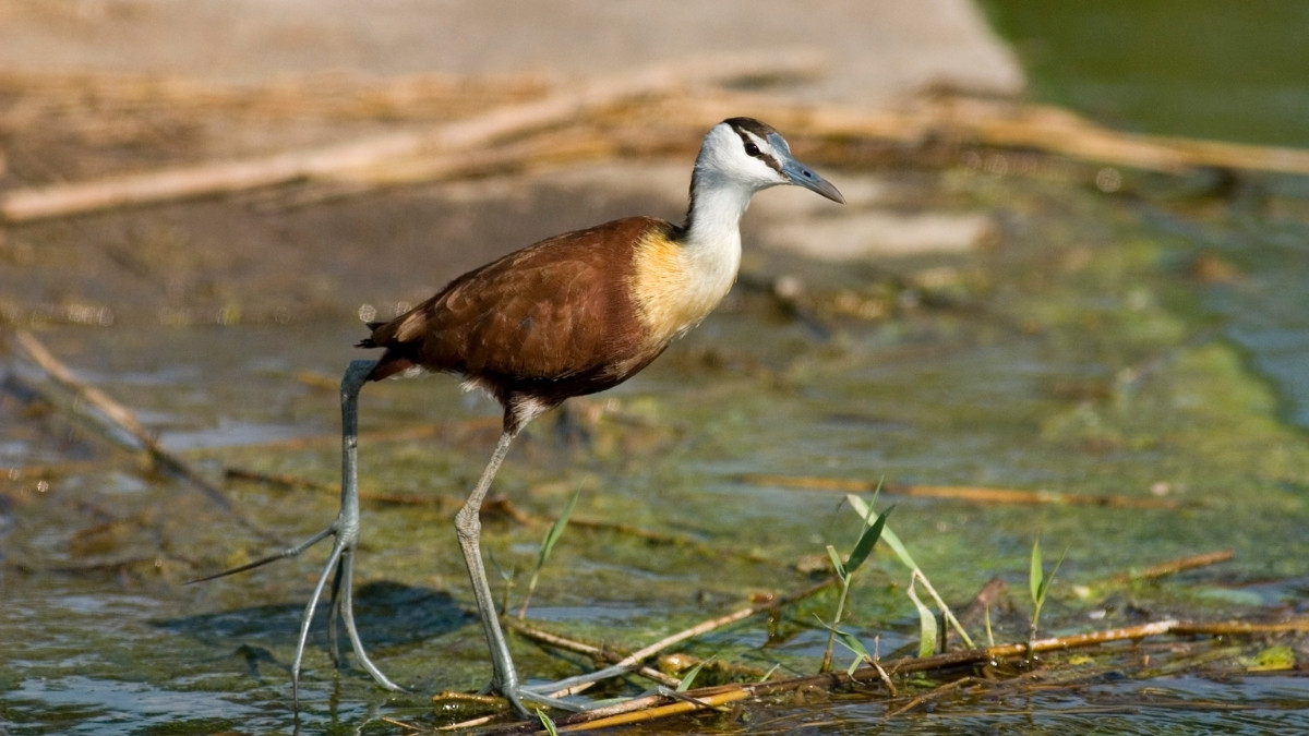 African Jacana nest