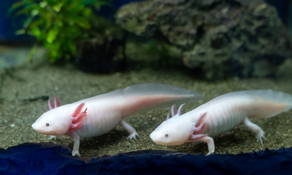 Axolotl (Mexican Walking Fish)