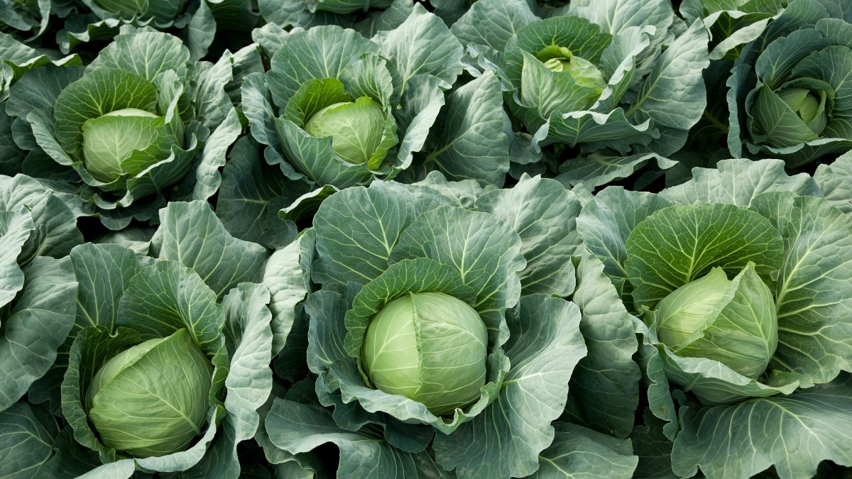 Cabbage (1)