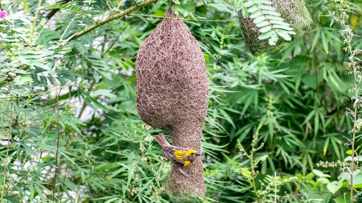 Common Tailorbird nest