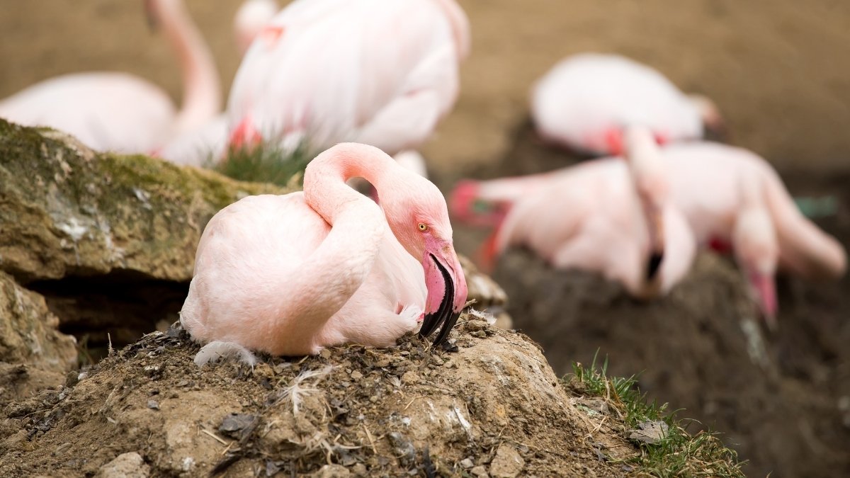 Flamingo nest