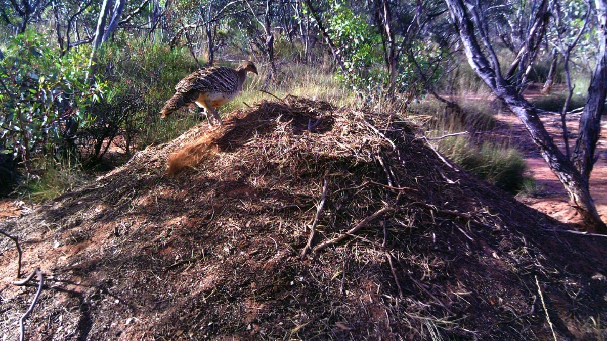 Malleefowl nest