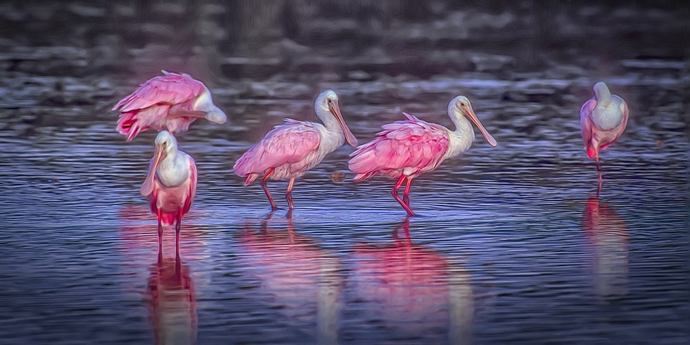Roseate Spoonbill