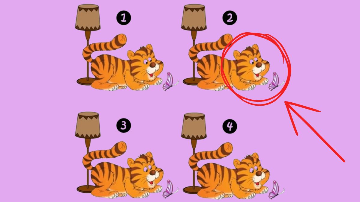 find the odd cat-sol