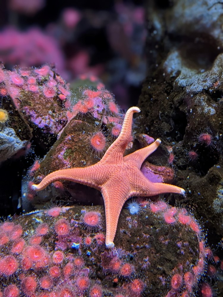 pink starfish
