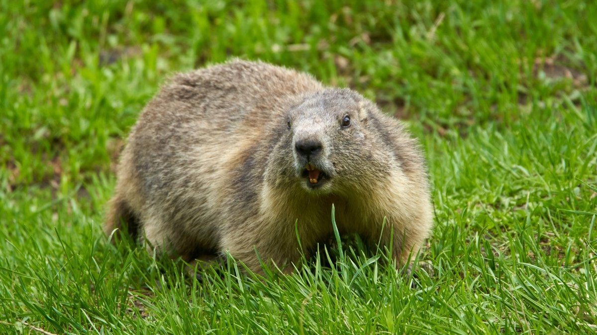 Alpine Marmot animal that hibernate 