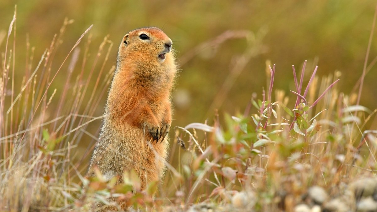 Arctic Ground Squirrel animal that hibernate 