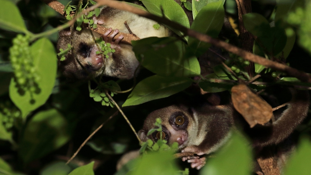 Fat Tailed Dwarf Lemur animal that hibernate 