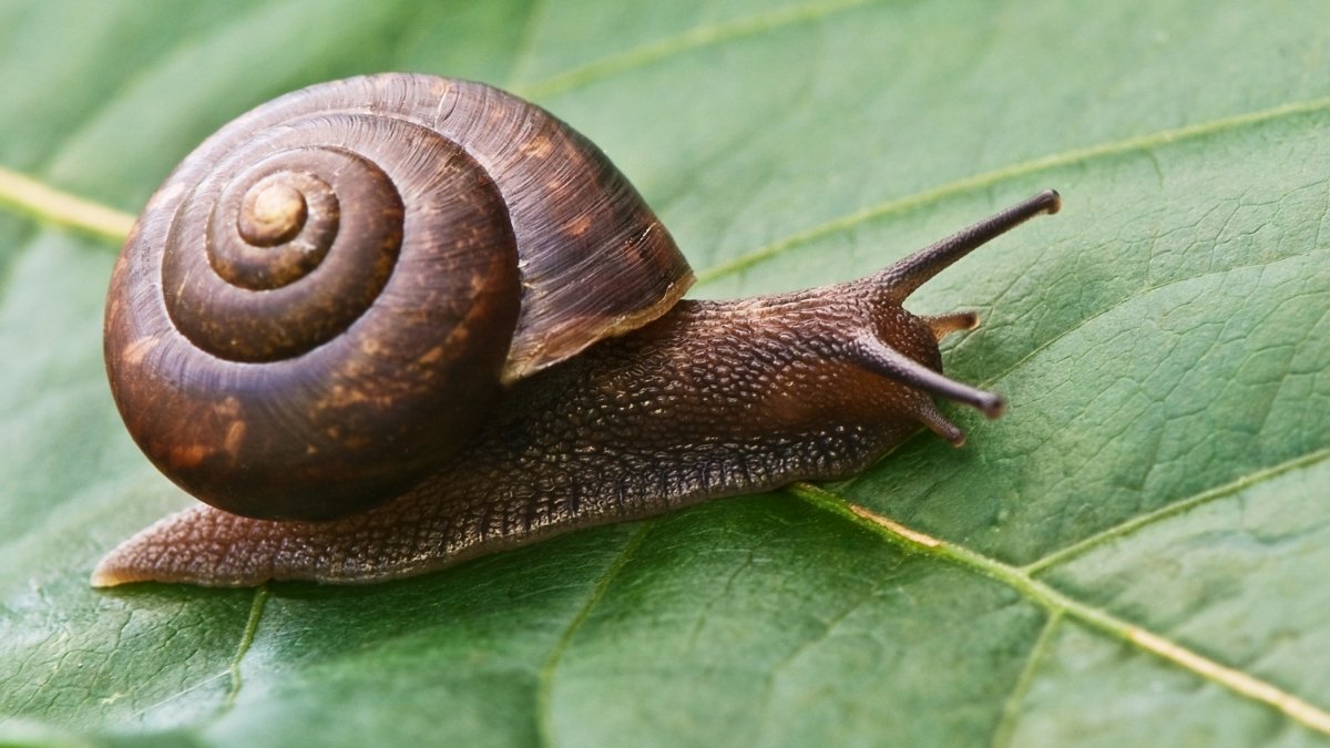 Garden Snail animal that hibernate 