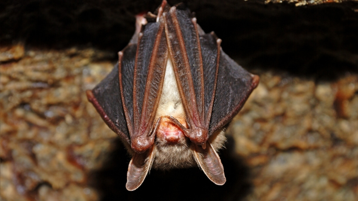 Little Brown Bat animal that hibernate 