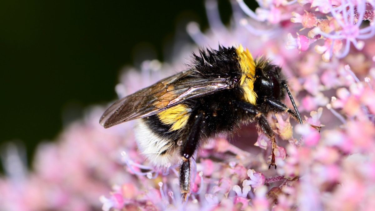 Queen Bumblebee animal that hibernate 