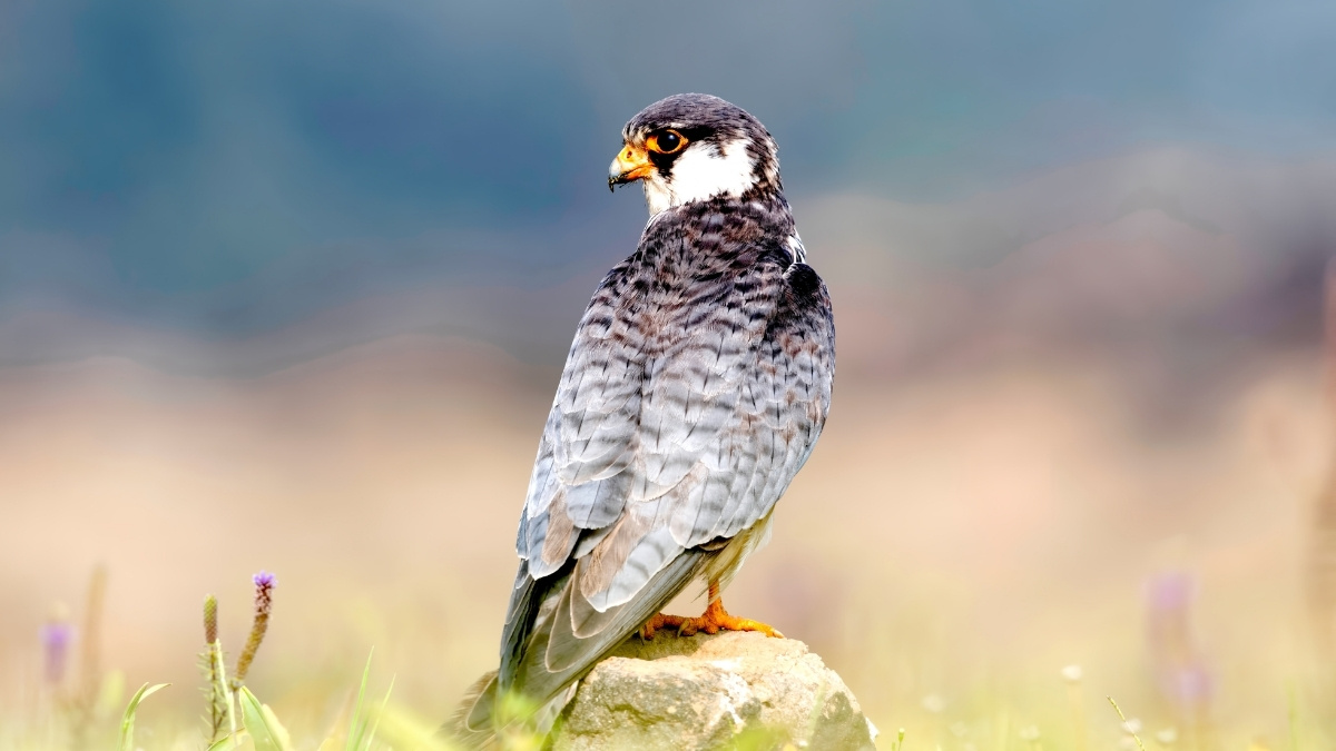 Amur Falcon Migratory Bird