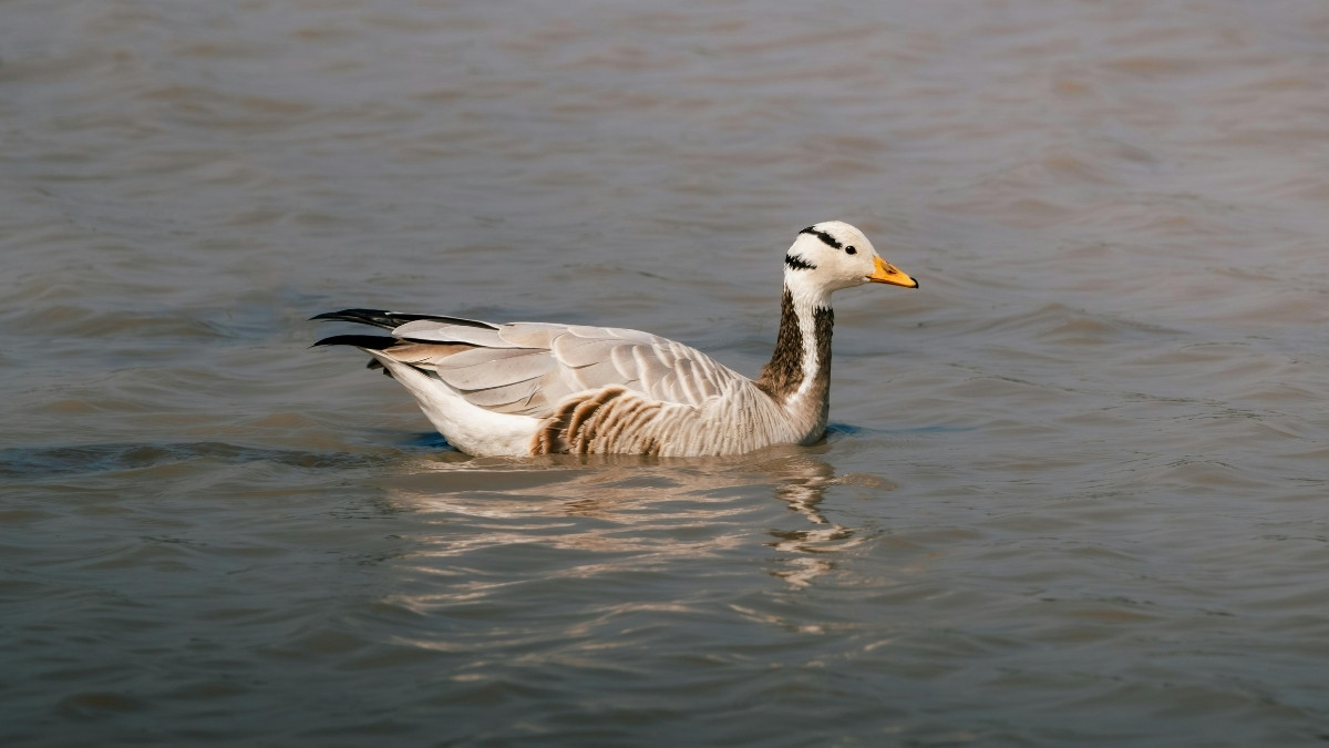 Bar headed Goose Migratory Bird