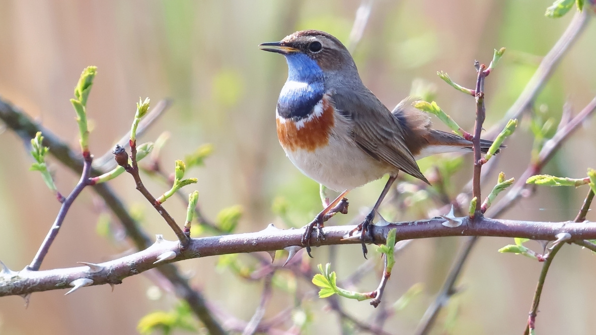 Bluethroat Migratory Bird