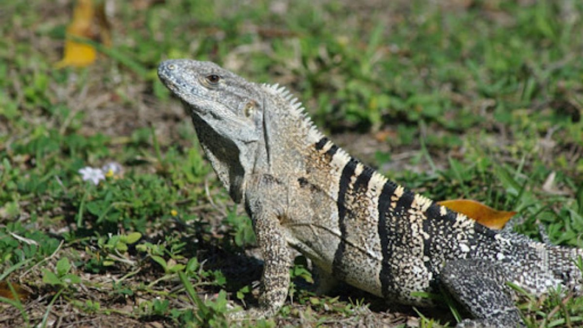 Costa Rican Spiny-Tailed Iguana 
