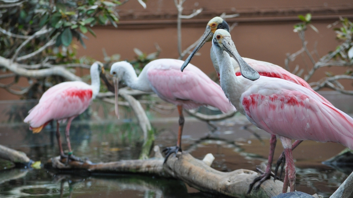 Greater Flamingo Migratory Bird