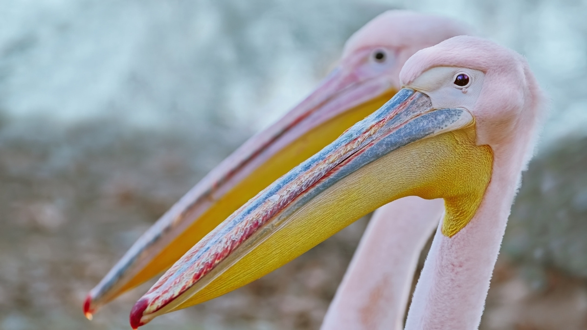 Rosy Pelican Migratory Bird