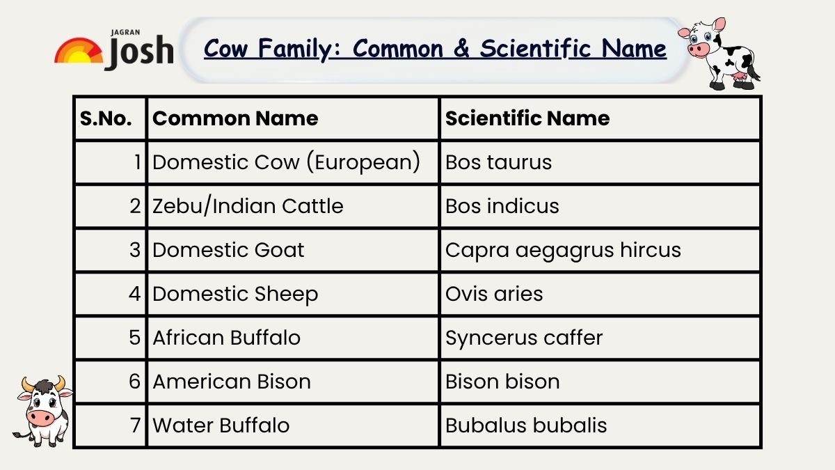 scientific name of cow family