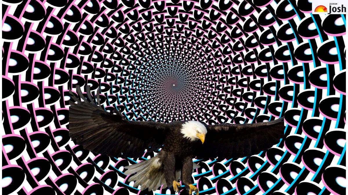 which bird is hidden -sol