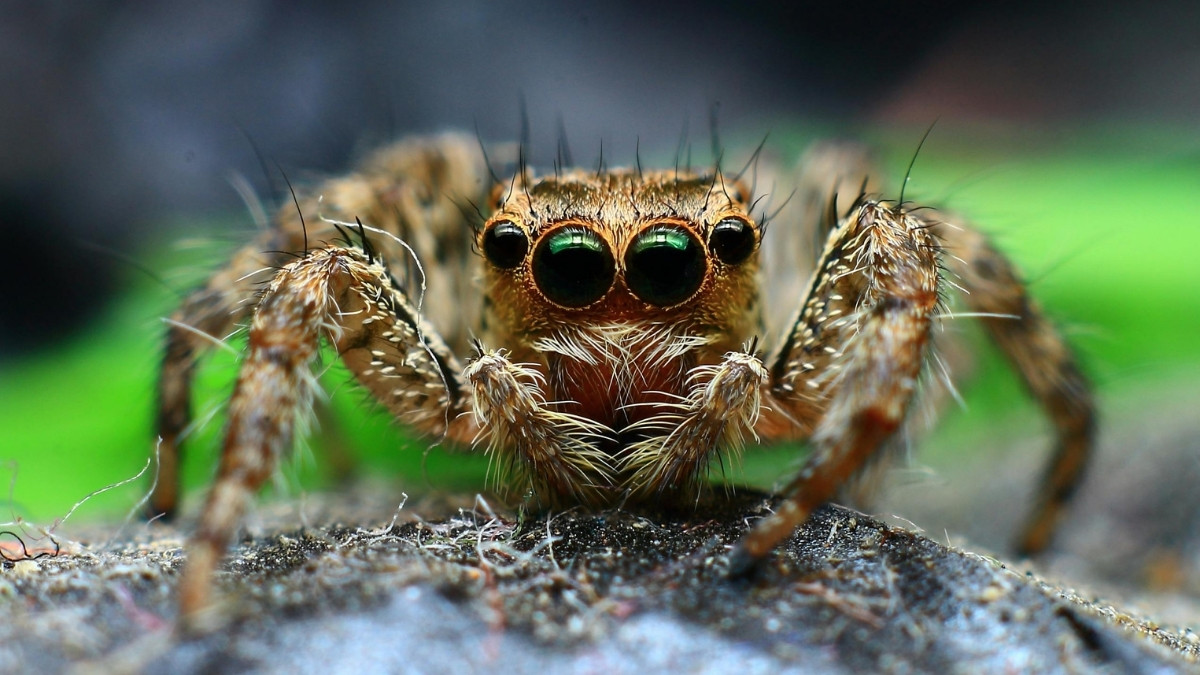 Himalayan Jumping Spider mountain animal