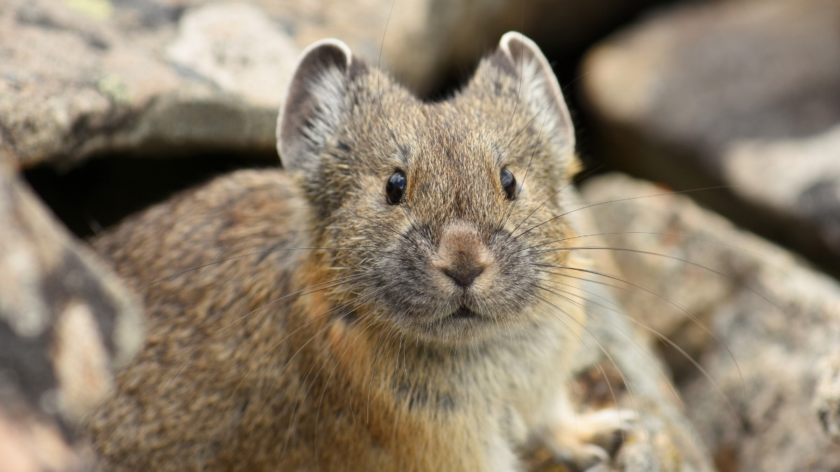 Large-Eared Pika mountain animal