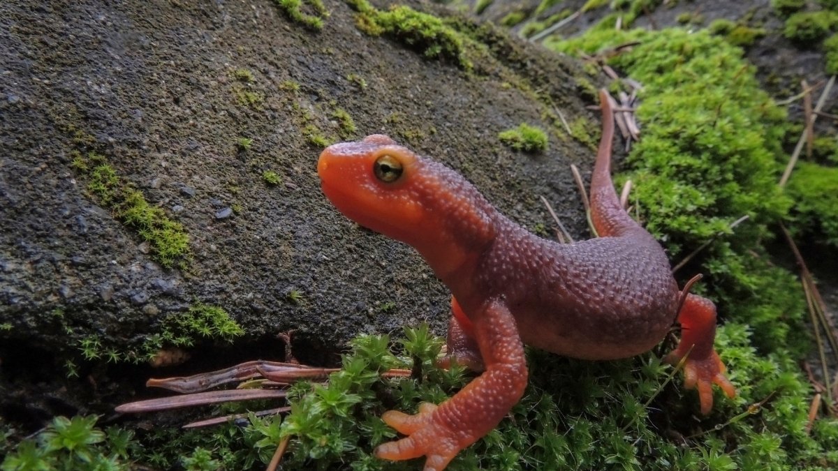Newt amphibian animal