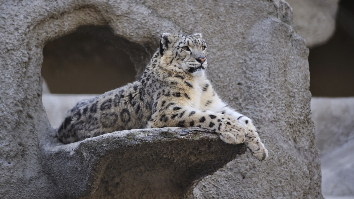 Snow Leopard mountain animal