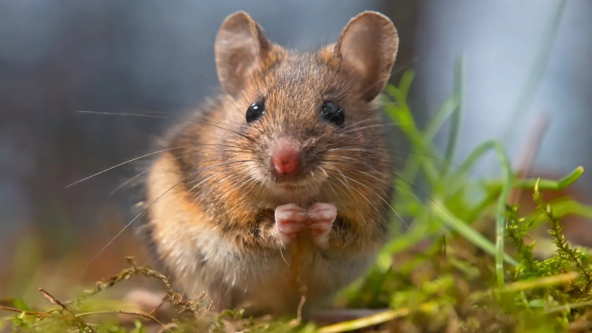 Yellow-Rumped Leaf-Eared Mouse - mountain animal
