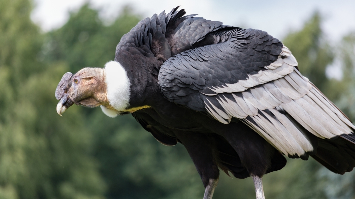 _Andean Condor mountain animal