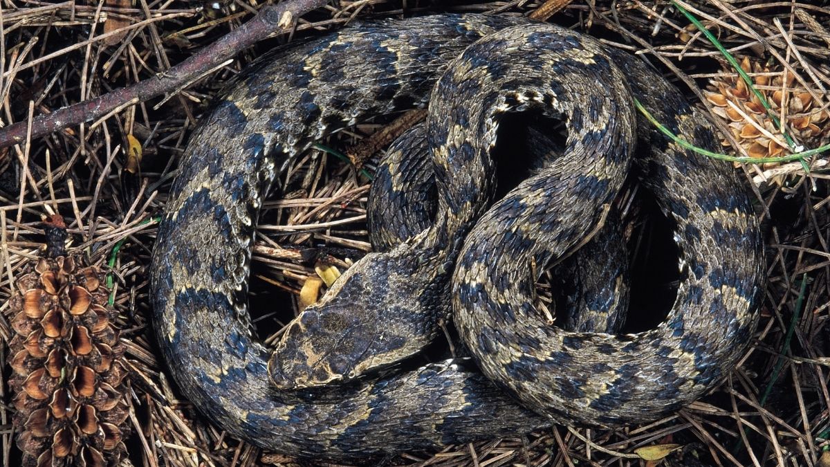 _Himalayan Pit Viper mountain animal