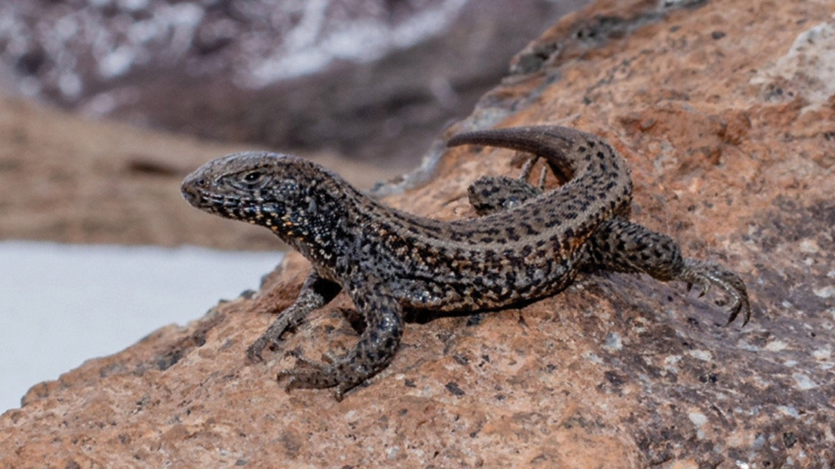 _Liolaemus aff tacnae mountain animal