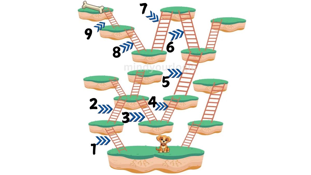 ladders are required to to reach the dog to bone-sol