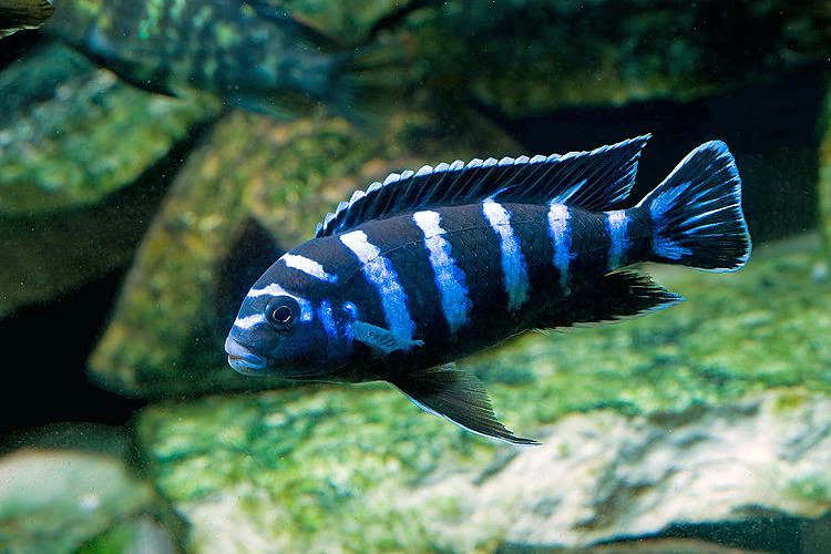 Cichlids