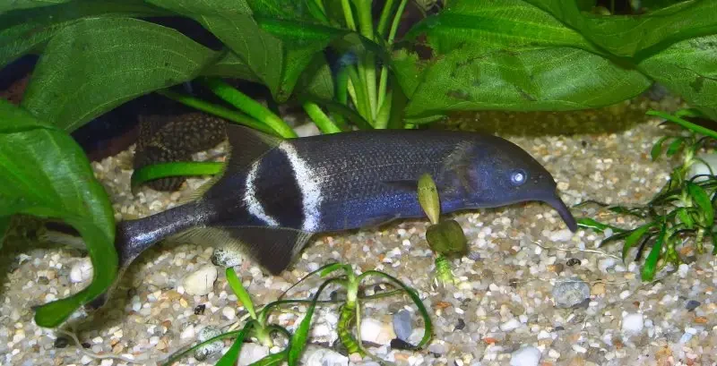 elephantnose fish