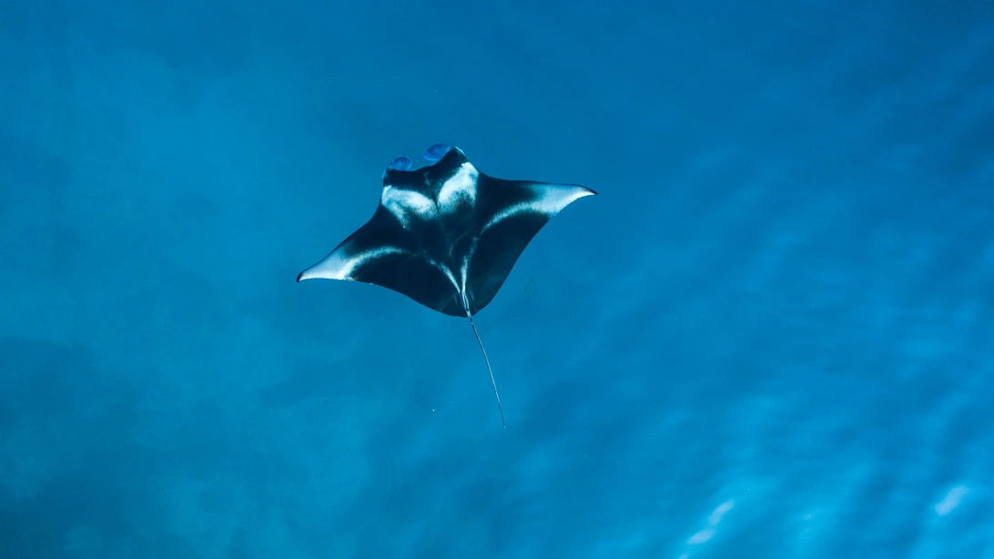 manta ray