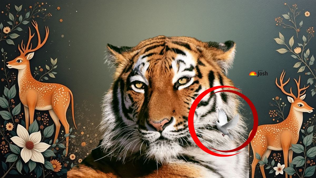 where is the pigeon-sol