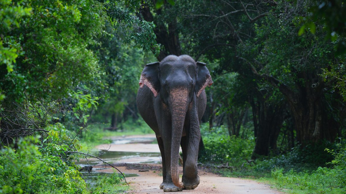 Asian Elephant
