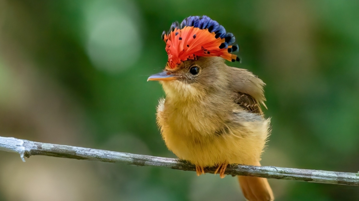Atlantic Royal Flycatcher bird with crest