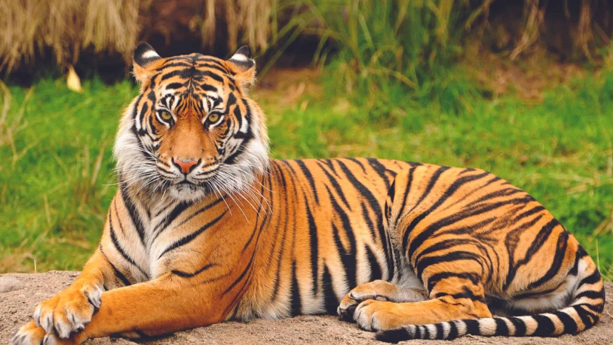 Bengal Tiger